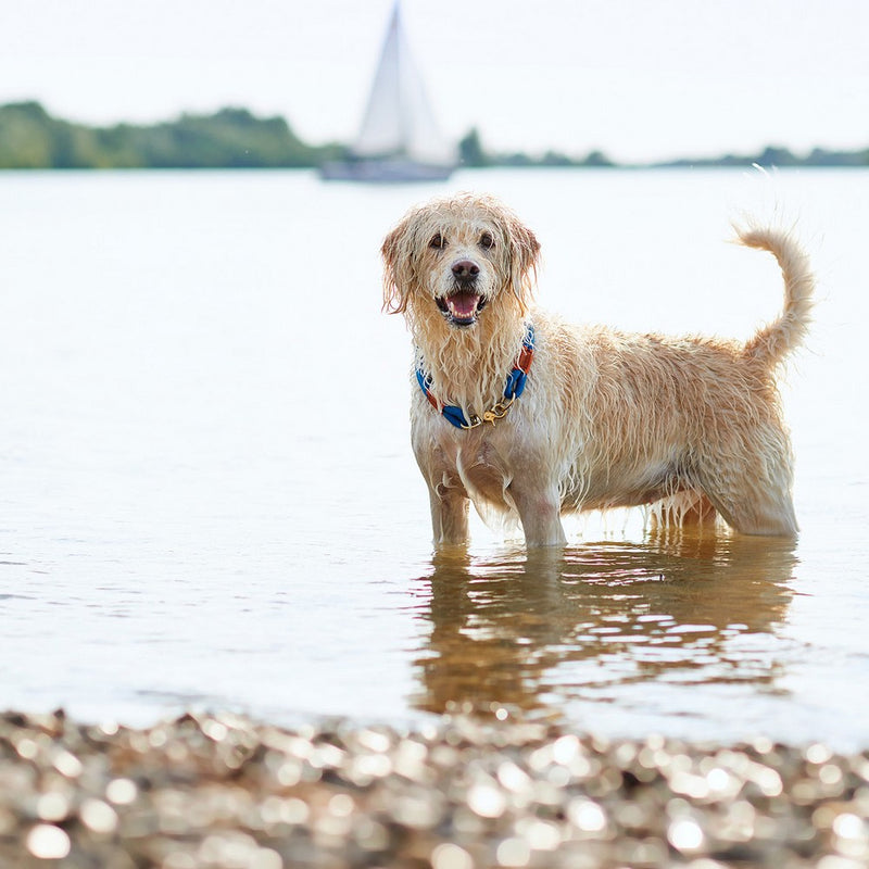 Collare per Cani Hunter OSS Azzurro (30 cm)