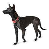 Collare per Cani Hunter Divo Rosso (55-65 cm)