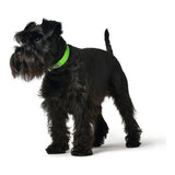 Collare per Cani Hunter Convenience Taglia S Verde (28-36 cm)