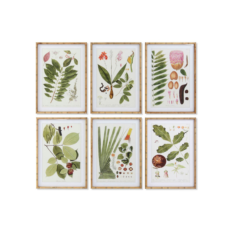 DKD Home Decor Framework Botanical Plants (50 x 2,8 x 70 cm) (6 pc)