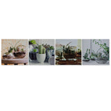 DKD Home Decor Cactus Bild (40 x 1,8 x 40 cm) (4 Stcs)