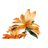 Fiori Decorativi DKD Home Decor Giallo Arancio EVA (etilvinilacetato) (2 pcs) - zannishop