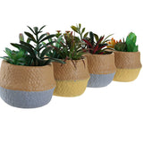 Pianta Decorativa DKD Home Decor Polietilene (4 pcs) (12.5 x 12.5 x 15.5 cm) - zannishop