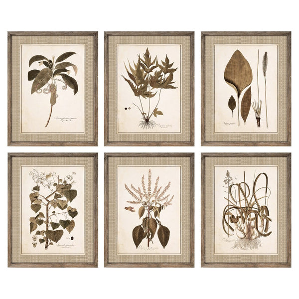 DKD Home Picture Decor Plantes botaniques (55 x 2,5 x 70 cm) (6 pc)