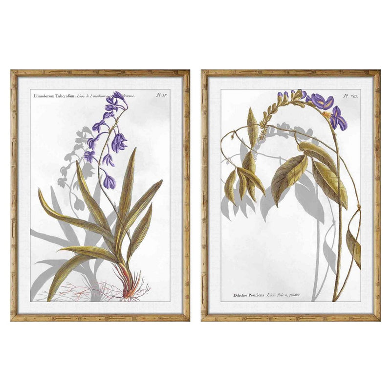 DKD Home Picture Decor Plantes botaniques (50 x 2 x 70 cm) (2 pc)