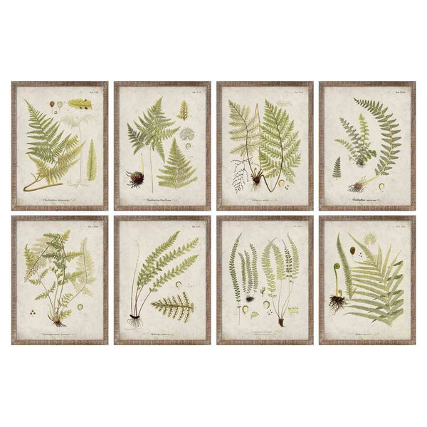 DKD Home Picture Decor Plantes botaniques (30 x 2 x 40 cm) (4 pc)