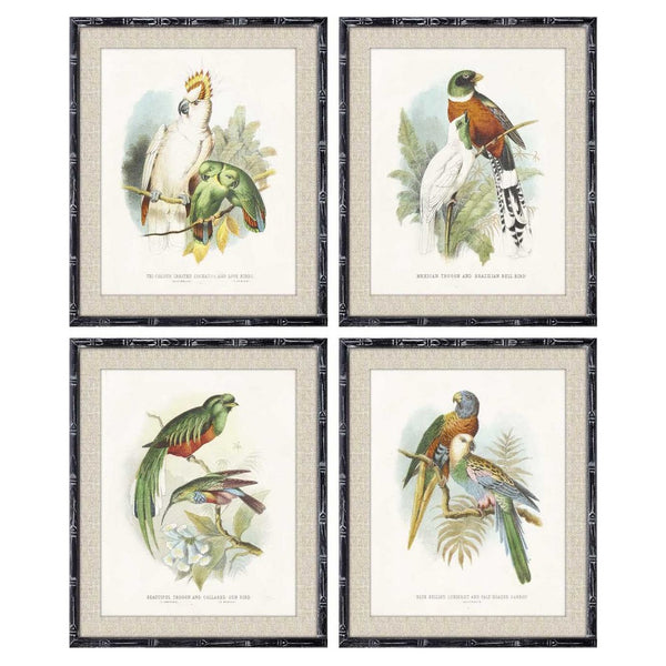 DKD Home Decor Birds Picture (50 x 2 x 60 cm) (4 pcs)