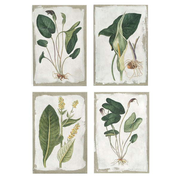 Quadro DKD Home Decor Tela Piante botaniche (4 pcs) (40 x 3 x 60 cm) - zannishop