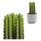 Cactus Plastica Cactus (10 x 20 x 10 cm) - zannishop