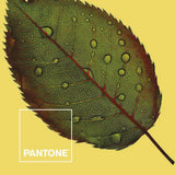 Nature Pantone Quilt